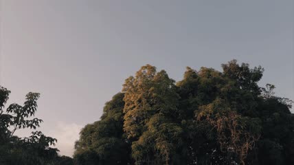 蓝天下的树木实拍