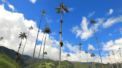 蓝天白云下的棕榈树热带景观视频