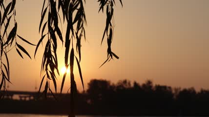 垂柳夕阳实拍