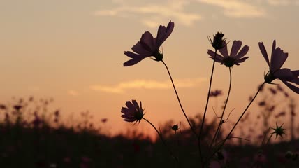 夕阳下的花朵特写实拍