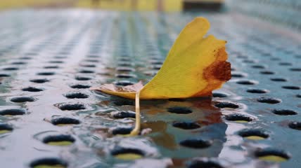 雨天树叶特写实拍