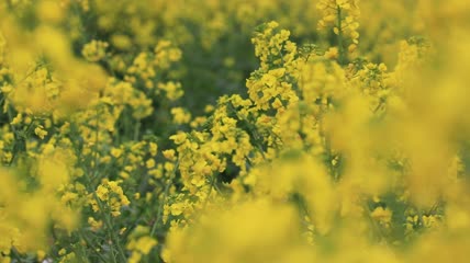 风中油菜花视频素材