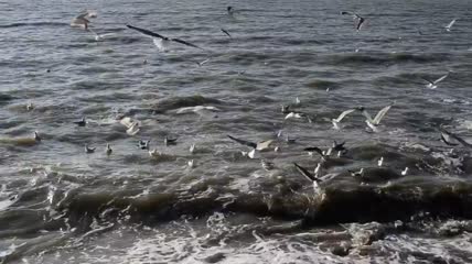 岸边的海鸥实拍