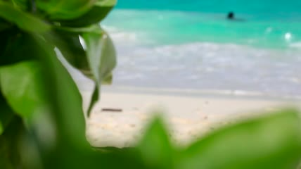 背景中的热带海滩实拍