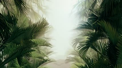 穿行在热带植物和雾中视频