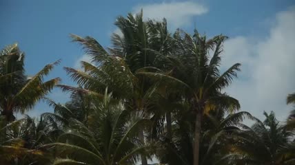 风中的高大棕榈树实拍