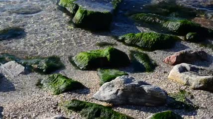 覆盖着小岩石的海藻特写实拍