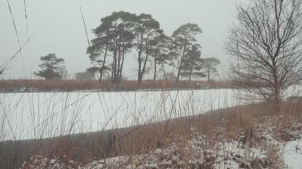 白雪覆盖的森林实拍