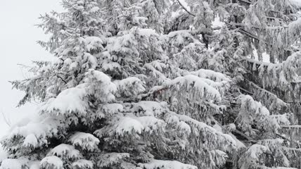 白雪覆盖的树枝被风吹动特写实拍