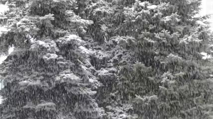 暴风雪覆盖着一片森林实拍