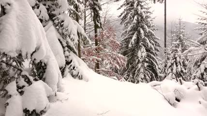 被白雪覆盖的冬季森林实拍