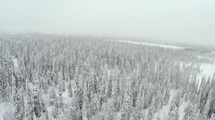被厚厚积雪覆盖的冰冻森林航拍