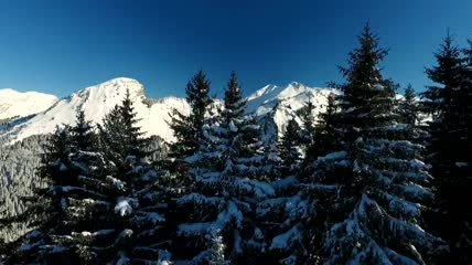 被雪和群山覆盖的松树航拍