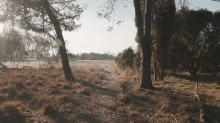 穿过干草的小路实拍