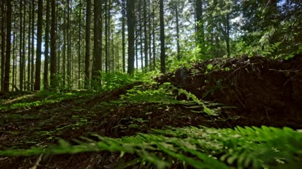 穿过森林地面的蕨类植物实拍
