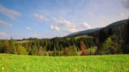 春季地面景观森林草甸实拍
