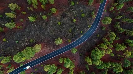 从空中俯瞰穿过树林的道路交通