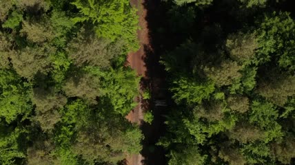 从上面看到的穿过松林的道路