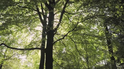 大片绿色森林中的大树特写实拍