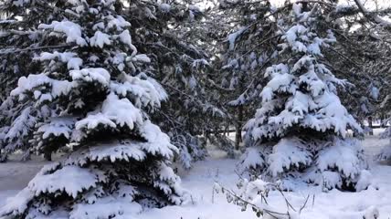 大雪降临特写实拍