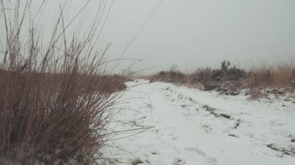 冬林雪地实拍