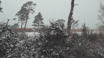 冬日树林里的雪实拍