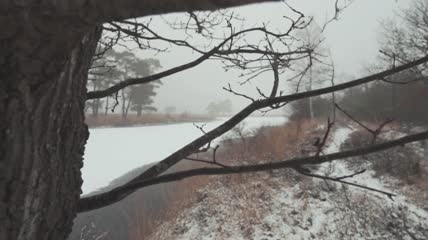 冬天森林里的树枝特写实拍