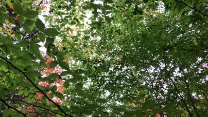 发光的桦树绿叶底景特写实拍