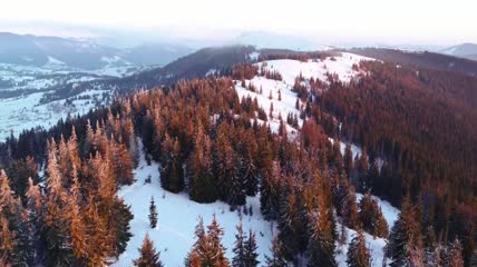 翻过一座白雪覆盖的松树群山航拍