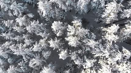 飞过白雪覆盖的森林的树梢航拍