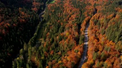 秋天森林和空荡荡的道路航拍