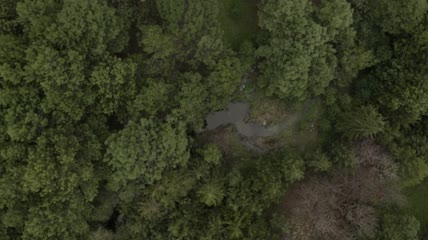 森林树木小河俯瞰