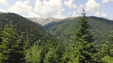 飞翔穿树入山航拍