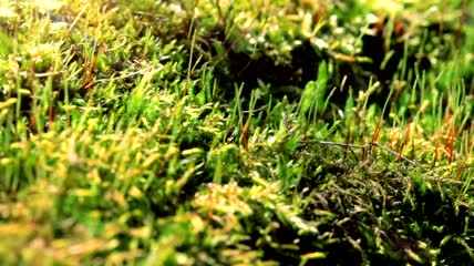 覆盖在森林地面上的苔藓特写实拍
