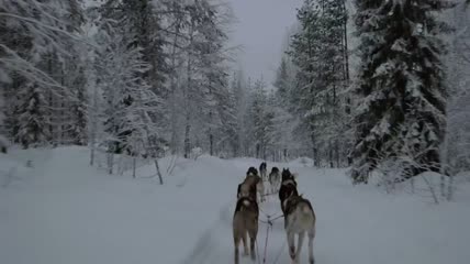 狗拉雪橇队穿过森林实拍