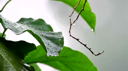 聚焦在雨滴上特写