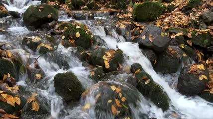 流过溪岩和树叶的水