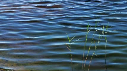 芦苇深湖