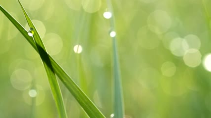 露珠在波克效应中变得模糊