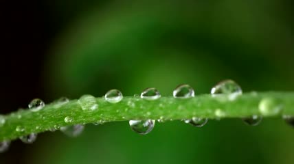 绿色树枝上的雨滴特写