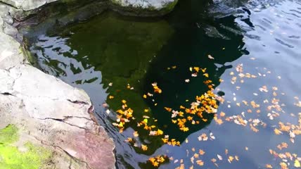 漂浮在池塘里的玫瑰叶子特写