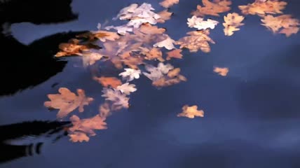 漂浮在水中的树叶