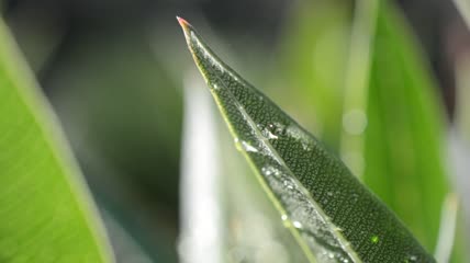 清晨树叶上的露水