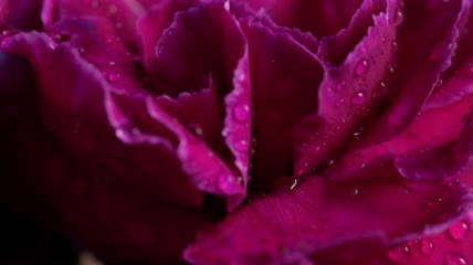 湿润的花朵近距离观察