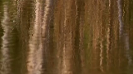树木倒映在宁静的湖面上