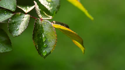 树叶上的露珠