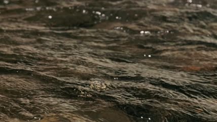 水流缓慢的河流