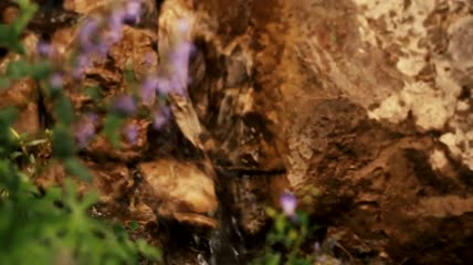 鲜花岩壁水流特写实拍