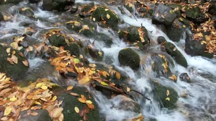 小溪流过森林里长满青苔的石头特写
