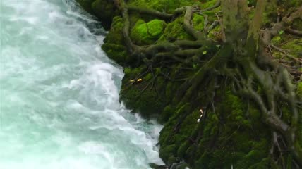 沿着树根流淌的河流特写视频
